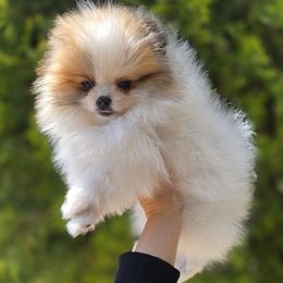 Pomeranian Puppies from POMS OF CBBK