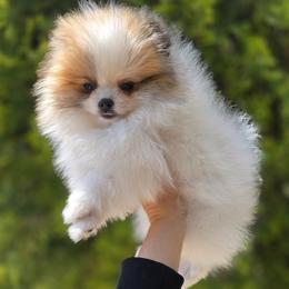Pomeranian Puppies from POMS OF CBBK