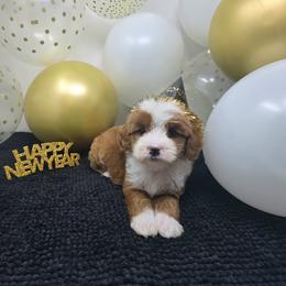 Emperor - Red  male Goldendoodle puppy in Floyd, Virginia from Hearts and Paws Poodles and Doodles