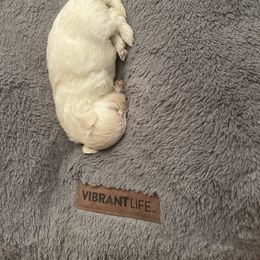 Maltipoo Puppies from Tosha Maltipoos
