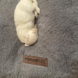 Maltipoo Puppies from Tosha Maltipoos