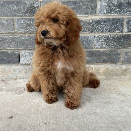 Peppa - Apricot female Goldendoodle puppy in Katy, Texas from Sweet T Doodles