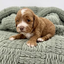 Layla - Red and white female Cockapoo puppy in Beresford, South Dakota from DAKOTA DOOD RANCH