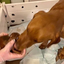 Dalmatian and Labrador Retriever Puppies from ECMO Farm Dalmatians & Labrador Retrievers