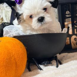 Dottie - Black and white female Shih Tzu puppy in Northridge, California from Our ShihTzu Family