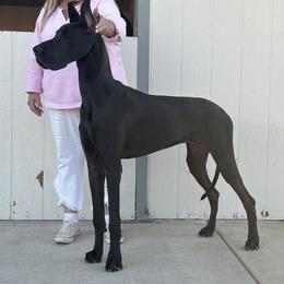 Great Dane puppies from Colra Danes