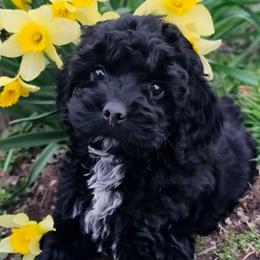 Bear- training started - Black and white male Cockapoo puppy in Connersville, Indiana from Dessie's Doodles