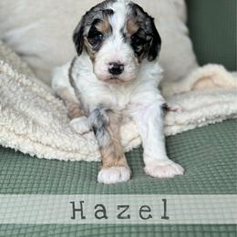 Hazel - Blue merle female Bernedoodle puppy in Spring, Texas from At The Cross Kennel