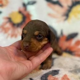 Fauna - Chocolate and tan female Dachshund puppy in Hope, Arkansas from JK Kennel