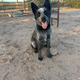 Maximus - Blue male Australian Cattle Dog puppy in Marana, Arizona from Cactus Heelers Arizona