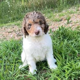 Falcon - Red merle male Aussiedoodle puppy in Springfield, Missouri from Aspen River Doodles