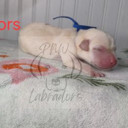 Gus - Yellow male Labrador Retriever puppy in Rogue River, Oregon from PNW Labradors