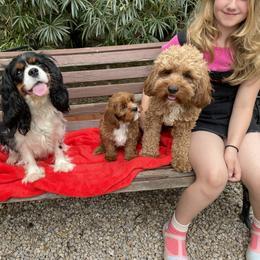Cavalier King Charles Spaniel and Cavapoo Puppies from Larisa's Cavaliers