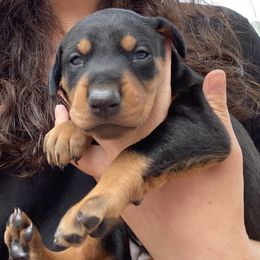 Doberman Pinscher and French Bulldog Puppies from Haus of Hound