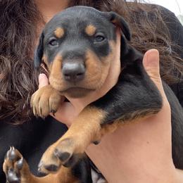 Doberman Pinscher and French Bulldog Puppies from Haus of Hound
