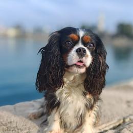 Scout - Cavalier King Charles Spaniel