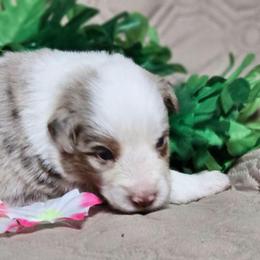 Brayden - Red merle male Miniature Australian Shepherd puppy in Bethany, Connecticut from Tini Thyme Mini Aussies