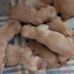 Okra (female 5) - Dark golden female Golden Retriever puppy in Wendell, Minnesota from Floden Farm Golden Retrievers