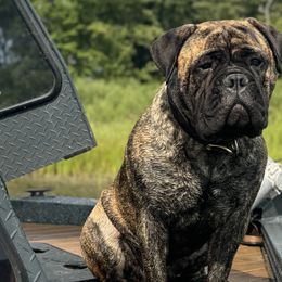 Bullmastiffs from Great Lakes Bullmastiffs