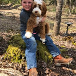Australian Labradoodle, Bernedoodle, and Goldendoodle All Grown Up from Silver Creek Doodles
