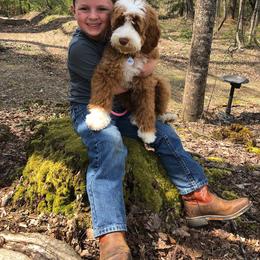Australian Labradoodle, Bernedoodle, and Goldendoodle All Grown Up from Silver Creek Doodles