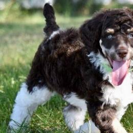 Bernedoodles, Goldendoodles, Poodles, and Sheepadoodles from Kerr Kanine Ranch
