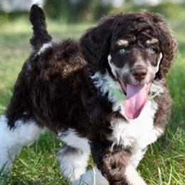 Bernedoodles, Goldendoodles, Poodles, and Sheepadoodles from Kerr Kanine Ranch
