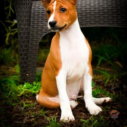 Jacob - Red and white male Basenji puppy in San Diego, California from Triforce Basenjis