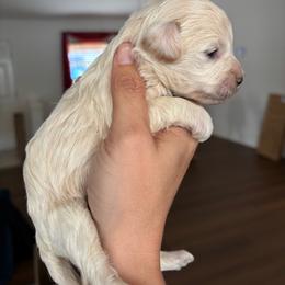 Cream girl - Cream female Aussiedoodle puppy in Spring Hill, Florida from Pawprint Dreams Boarding and Kennel