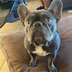 French Bulldogs from Jennifer Estrada's French Bulldogs