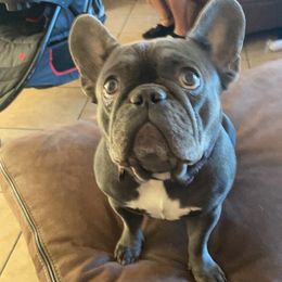 French Bulldogs from Jennifer Estrada's French Bulldogs