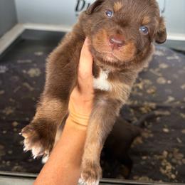 Cupid - Red tri-color male Australian Shepherd puppy in Frostproof, Florida from Central Florida Australian Shepherds