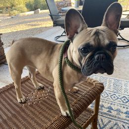 Betty Lou - Fawn French Bulldog puppy in Scottsdale, Arizona from Sonoran Frenchies LLC