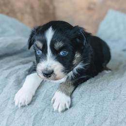 Girl 2 Purple - Black tri-color female Australian Shepherd puppy in Yakima, Washington from Naches Heights Ranch