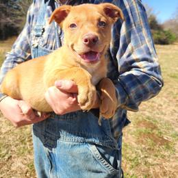 Boy 3 - Red male Australian Kelpie puppy in Bradford, Arkansas from Cedar Rock Heelers and Kelpies