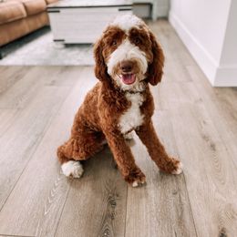 Knox - Goldendoodle