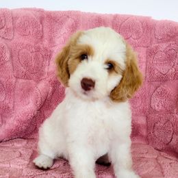 Nana - Caramel ice female Australian Labradoodle puppy in Fort Defiance, Virginia from Crown Doodles