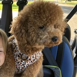 Cora - Goldendoodle