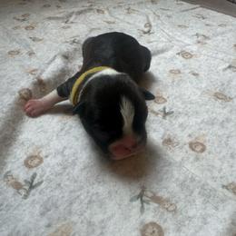 Yellow collar - Black and white female Boston Terrier puppy in Winnie, Texas from Tina Terry's Boston Terriers
