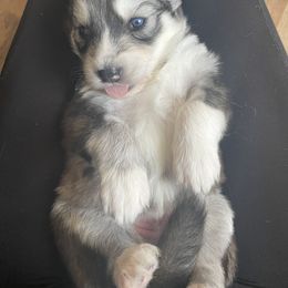 Siberian Husky Puppies from Fly Siberian