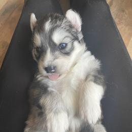 Siberian Husky Puppies from Fly Siberian