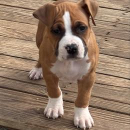 Thumper - Red male American Staffordshire Terrier puppy in Cloverdale, Indiana from Woodshire American Staffordshire Terrier’s