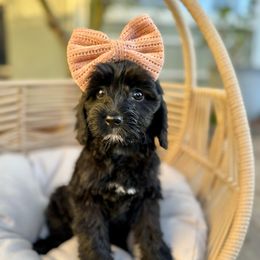 Midnight - Black female Australian Labradoodle puppy in Morgan Hill, California from Loving Labradoodle