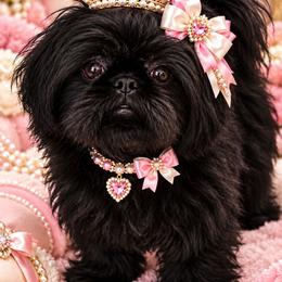 Bonita - Shih Tzu