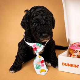 Indigo - Black male Goldendoodle puppy in Camden, North Carolina from Oopsie Doodles of NC