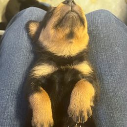 Rottweilers from JHB Rottweilers
