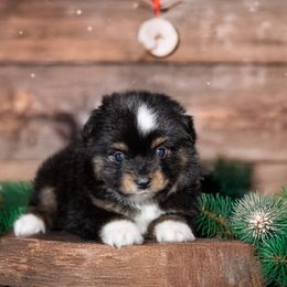 Dasher - Black tri male Toy Australian Shepherd puppy in Georgetown, Texas from Minikin Manor
