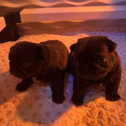 Boy 1 - Black male Pug puppy in Jamesville, North Carolina from Price Kennels