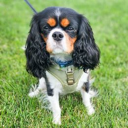 Clover - Cavalier King Charles Spaniel