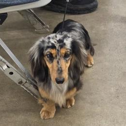 Diamond - Dachshund